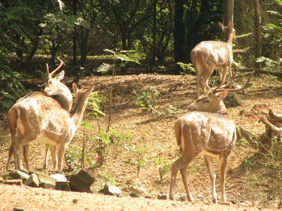 Ballavpur Wildlife Sanctuary (Deer Park), Santiniketan