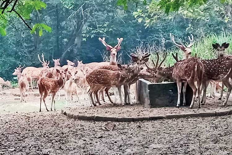 Bethuadahari Wildlife Sanctuary, Nadia